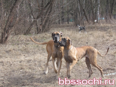 Собаки Немецкого дога щенки палевого и тигрового окраса