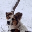  АПШЕРОНСК - МАЛЬКО: Пропала собака белого окраса с черными пятнами, мордочка коричневая, рост чуть выше среднего. Кличка Молли.