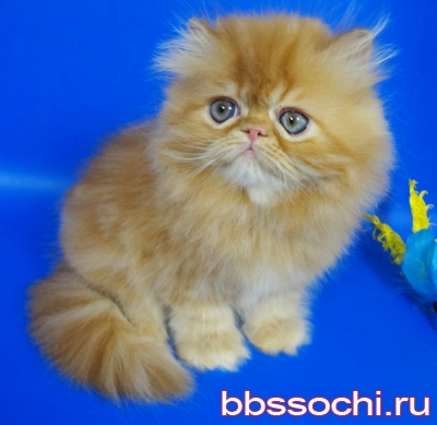 Продам Персидский котенок окрас красный мрамор